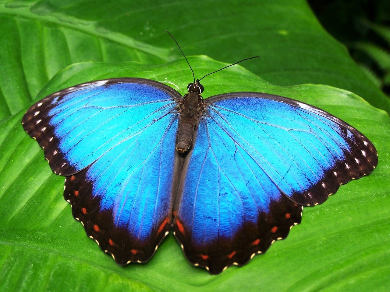 modrý motýľ na zelenom liste