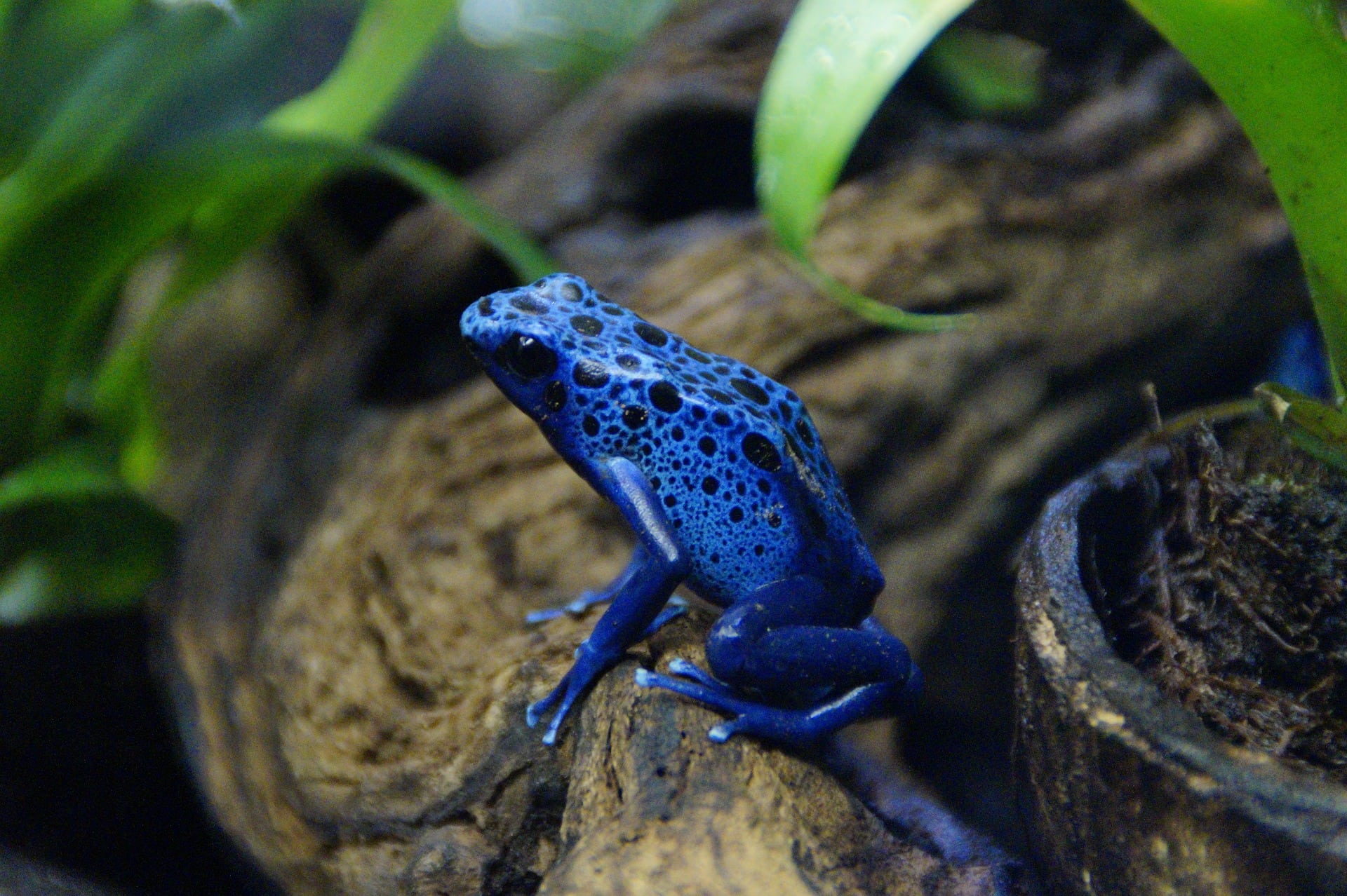 žabka modrej farby