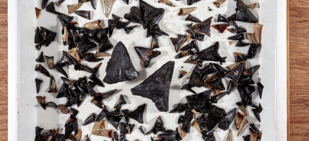 fosílie žraločích zubov objavené pri pobreží Austrálie