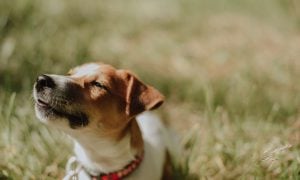 Psík plemena Jack Russel Teriér oddychuje na tráve - ako delobuchy vyplašili psíka