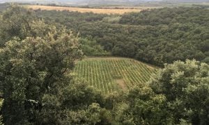 Diera v zemi vo viniciach