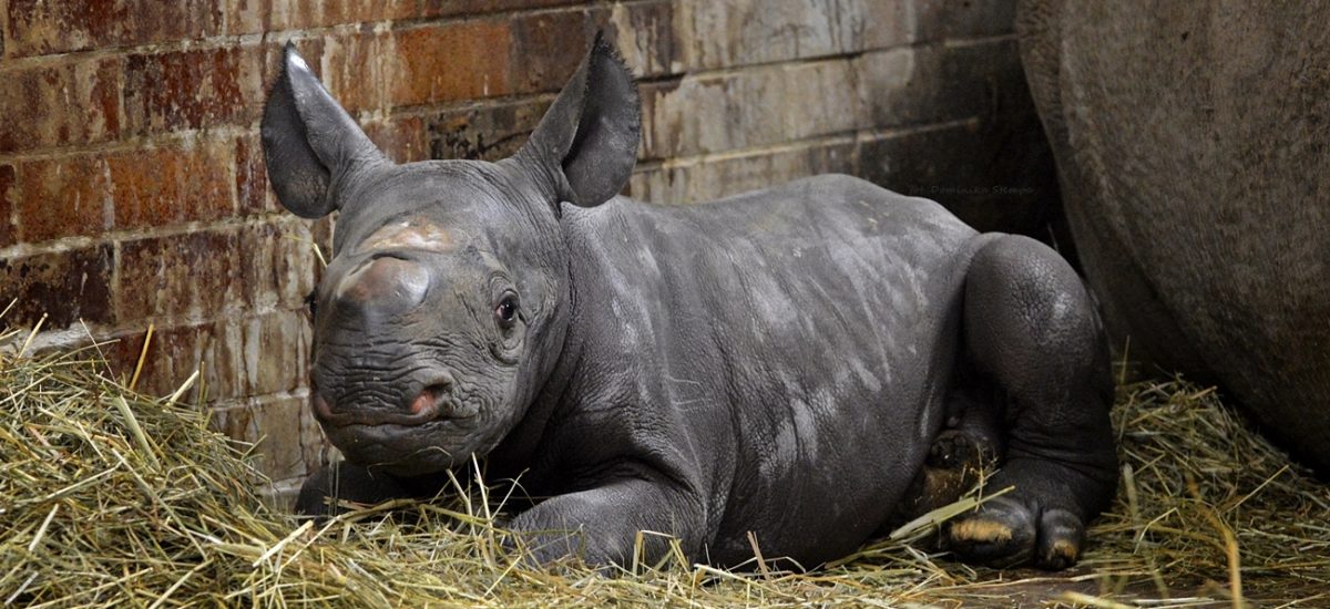 Mláďa nosorožca je pýchou a svetovo unikátna česká ZOO