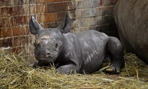 Mláďa nosorožca je pýchou a svetovo unikátna česká ZOO