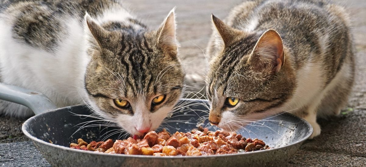 mačky jediace z misky