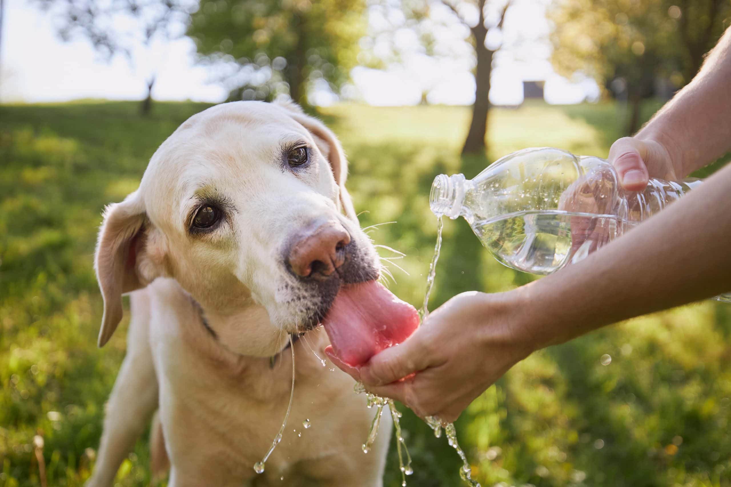 Psy sú náchylné na dehydratáciu, najmä ak nemajú neustály prístup k čerstvej vode