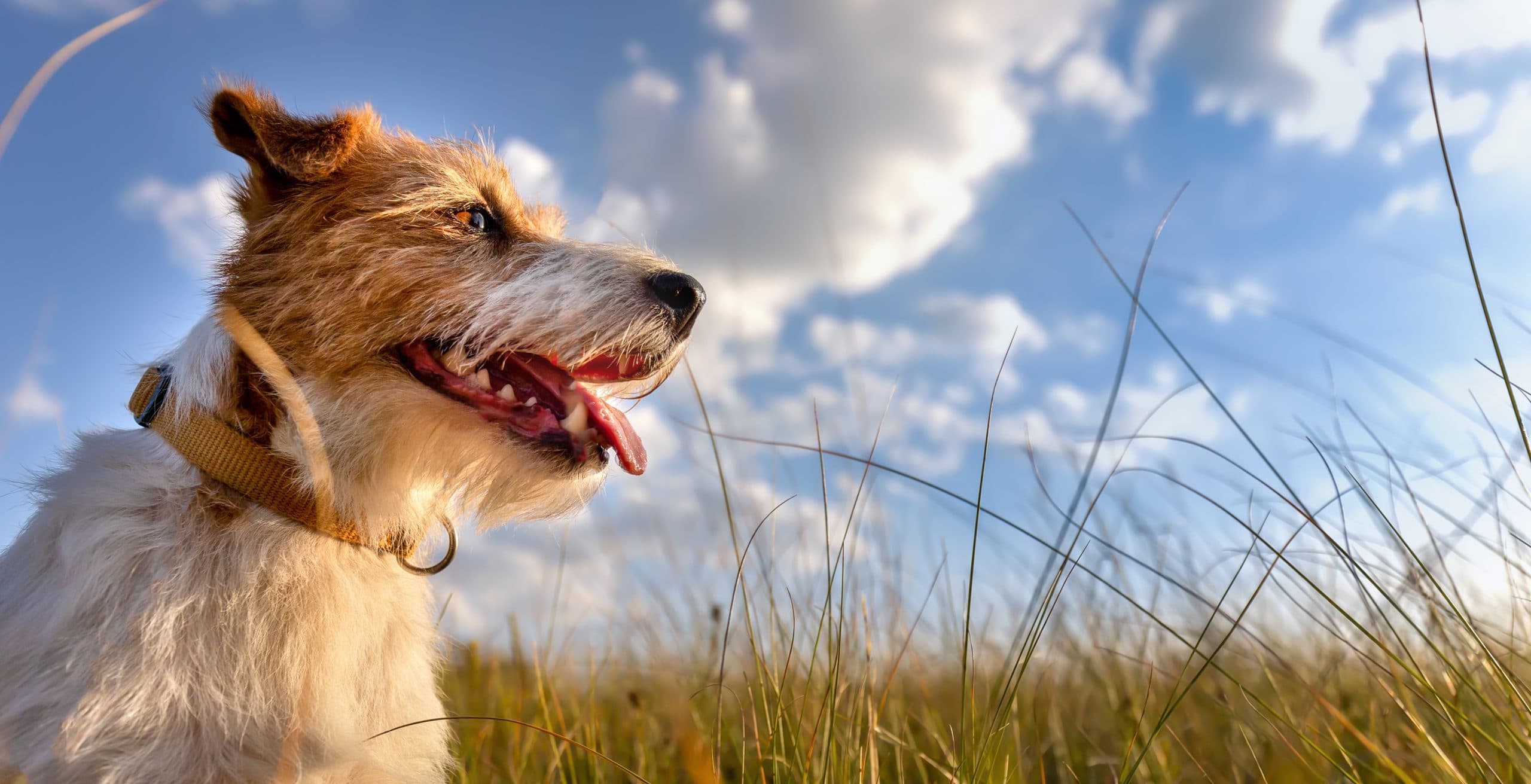 Psy majú obmedzené schopnosti termoregulácie