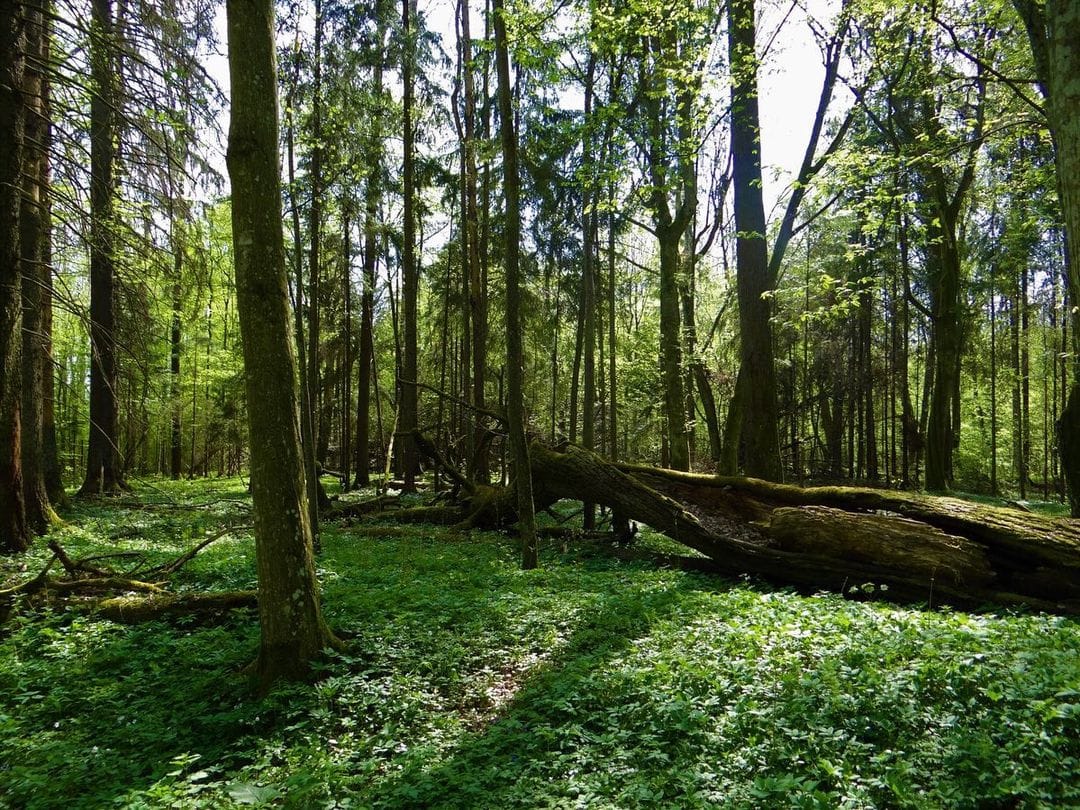 Bielovežský prales Poľsko