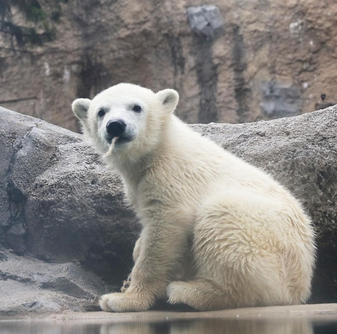 Ľadové medvede sú ikonickým symbolom Arktídy
