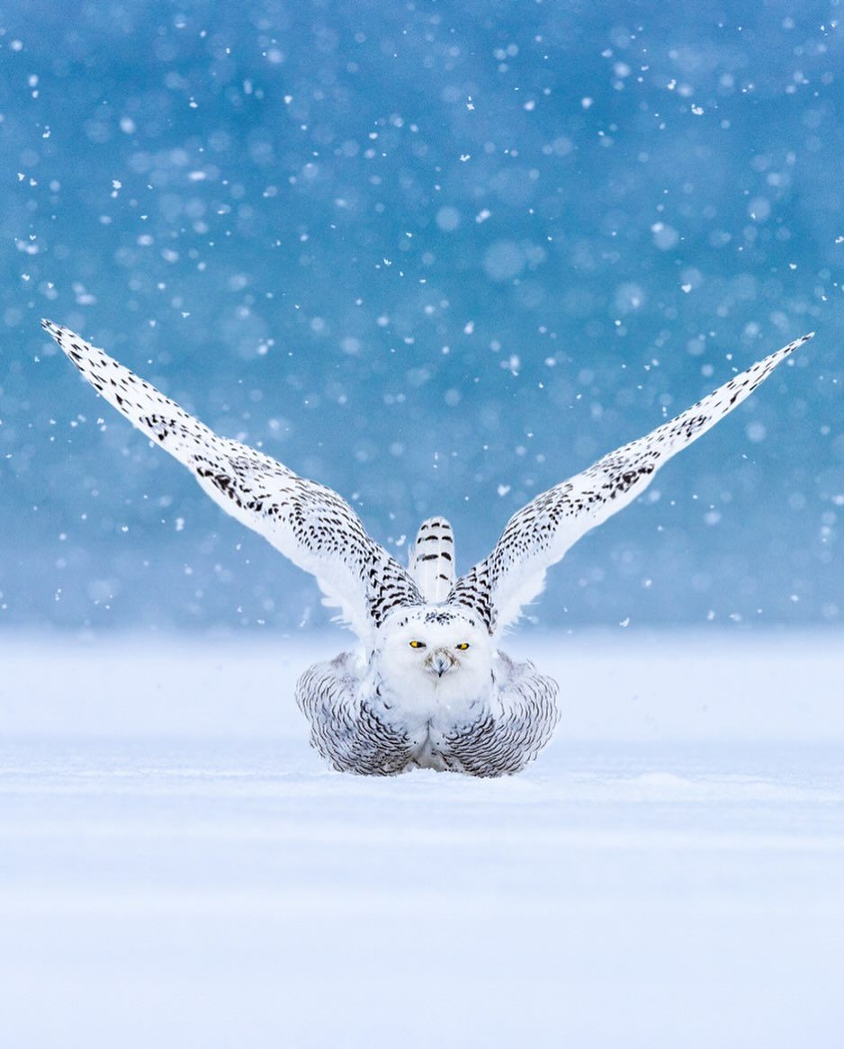 Sova snežná naťahuje krídla počas snežnej búrky