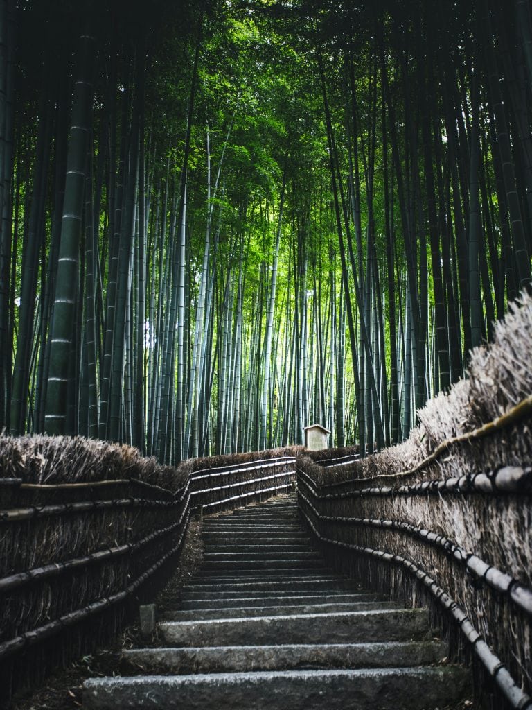 Chdník uprostred bambusového lesa