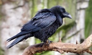 Havran Edgar Allen Poe