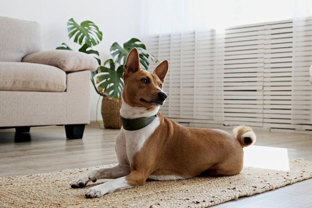 basenji