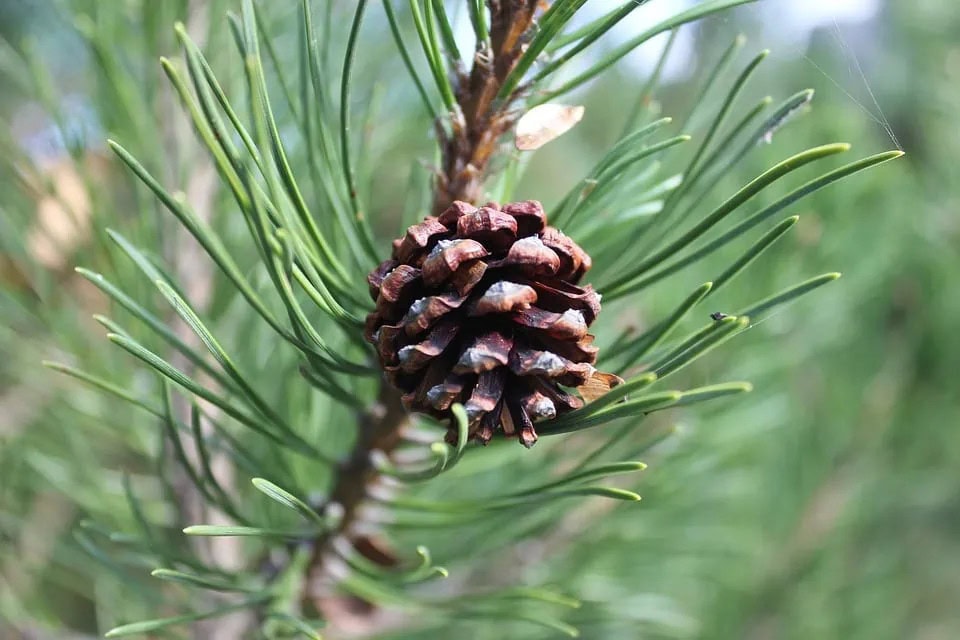 ihličnan