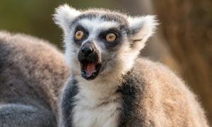lemur zvieratá