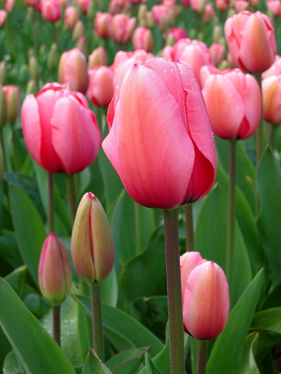krajina tulipánov